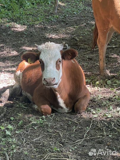 Телята месной и молчной породы