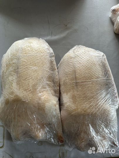 Гуси домашние