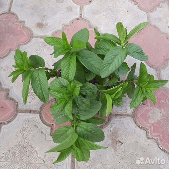 Клубника ремонтанная, мята