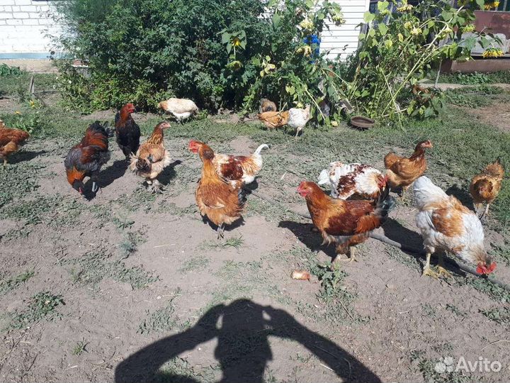 Куры несушки