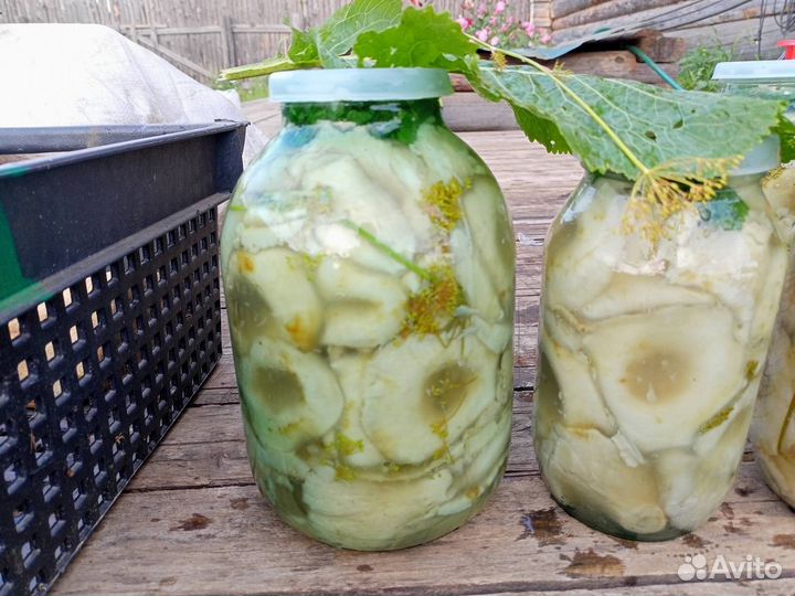 Королевский груздь хол посола 2023 год