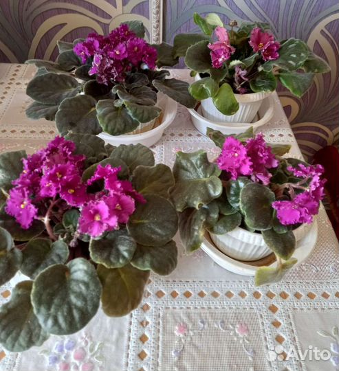 Комнатные растения