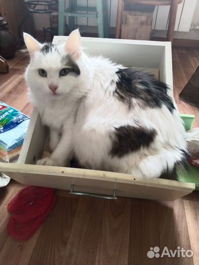 Отдам кота в добрые руки