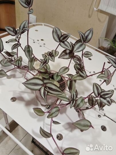 Традесканции