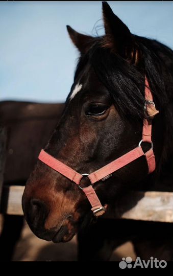 Навоз конский в мешках