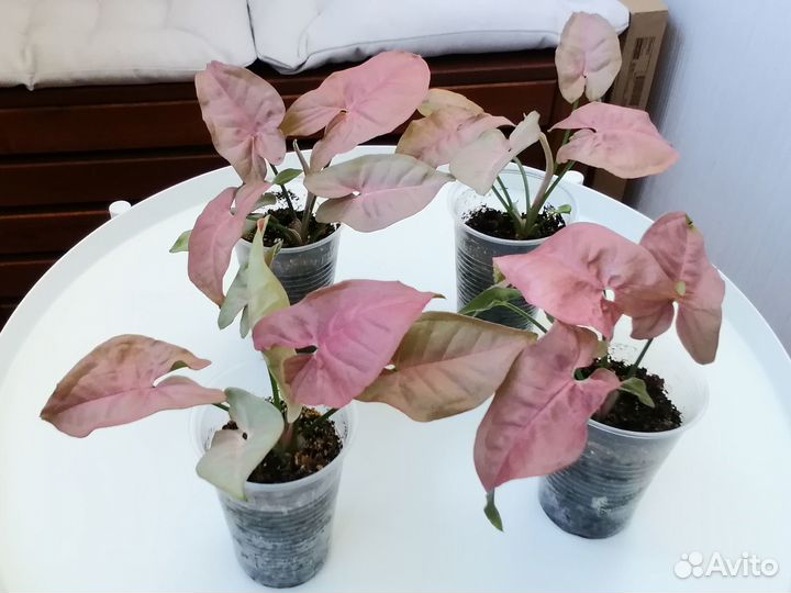 Комнатные цветы (растения)