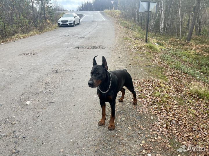 Доберман вязка
