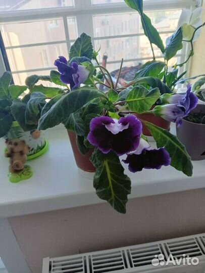 Цветы глоксиния