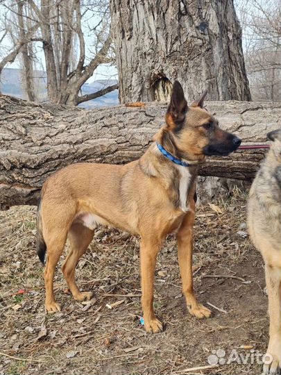 Лучик собака в добрые руки в дар бесплатно