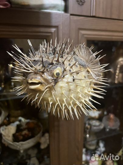 Чучело рыбы-ёж