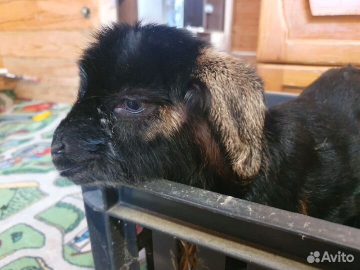 Чешские козлята
