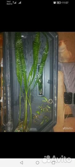 Растения. Оборудование для аквариума