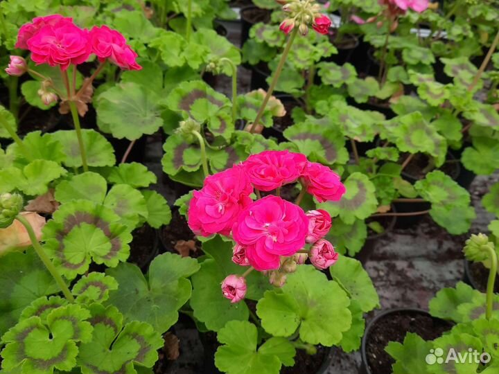 Пеларгония герань