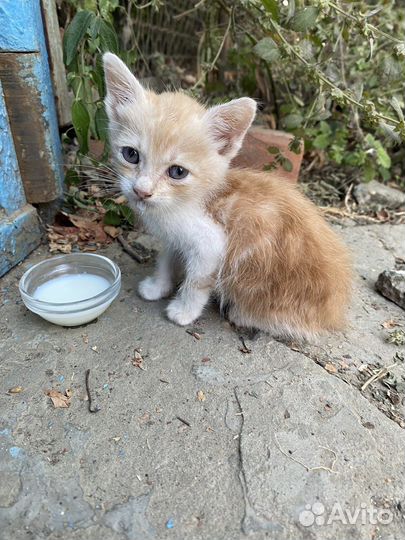 Котенок в дар