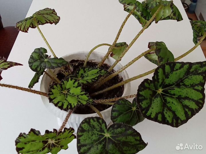 Бегония тигровая (Бауэра)