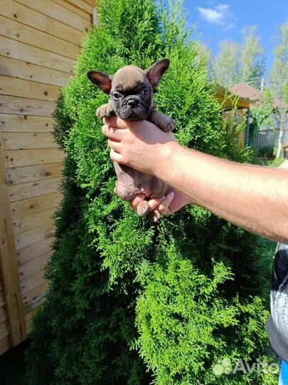 Французские бульдоги с документами