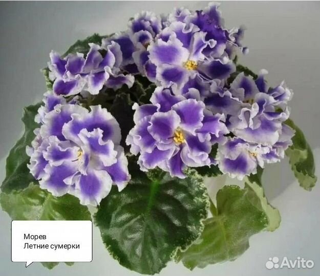 Фиалки сортовые, детки