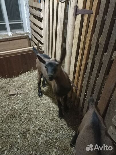 Козлики чешские