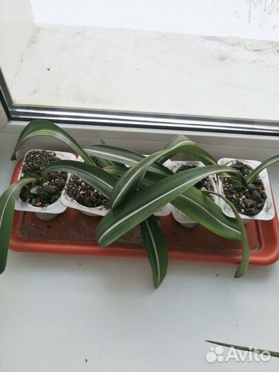 Гиппеаструм ретикулятум