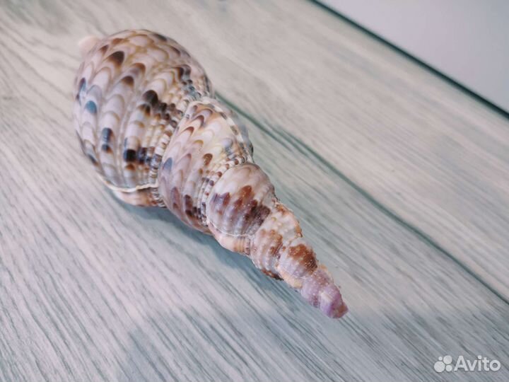 Морские ракушки раковины