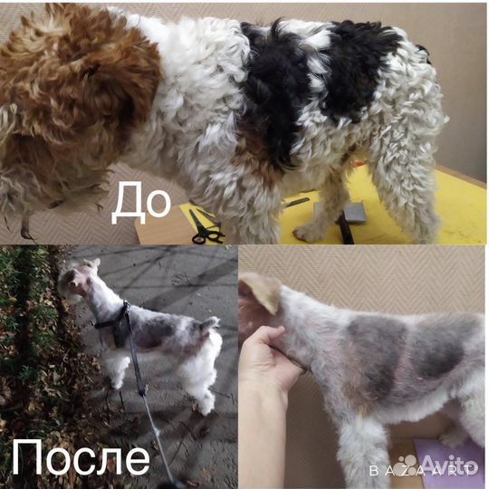 Грумер стрижка собак