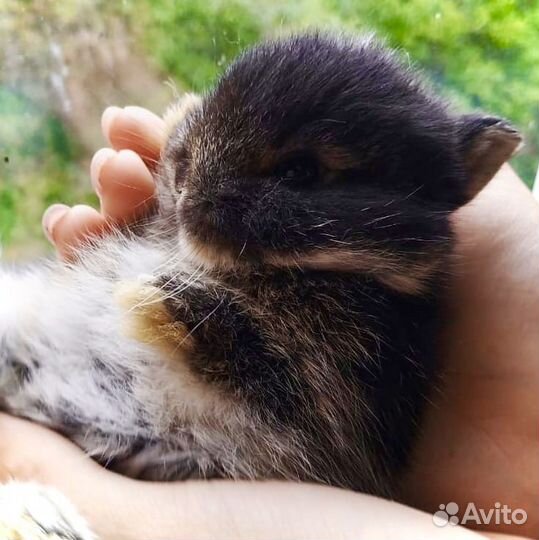 Декоративные вислоухие кролики