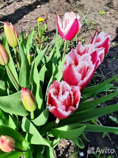 Тюльпаны - миксы