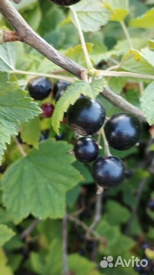 Черная смородина ягода