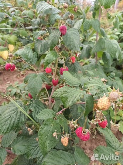 Ремонтантная малина Полька и Полана