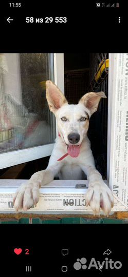 Нежа.собака в добрые руки