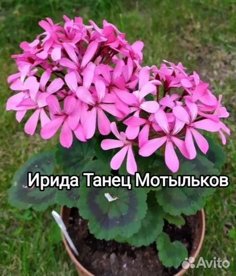 Пеларгония Ирида Танец Мотыльков