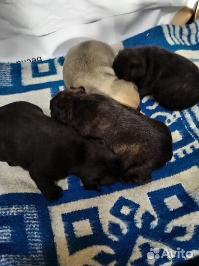 Щеночки Французики, пухлые булочки