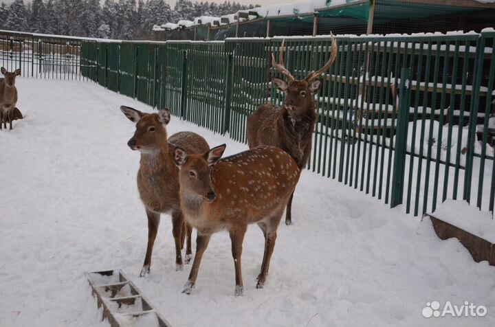 Экскурсия для детей на Экзотик ферму
