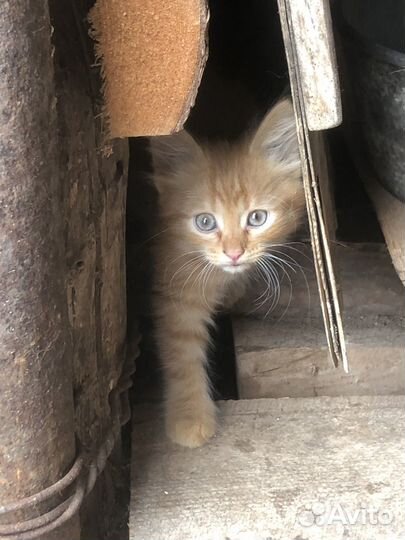 Котята бесплатно