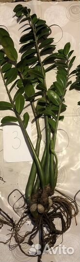 Замиокулькас