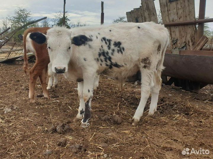 Телята бычки