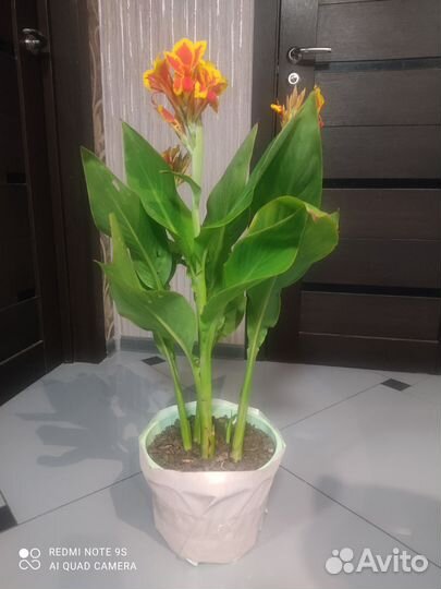 Канна. Цветы канны