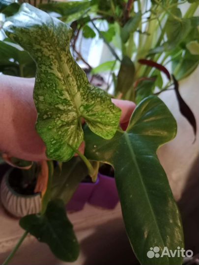 Филодендроны