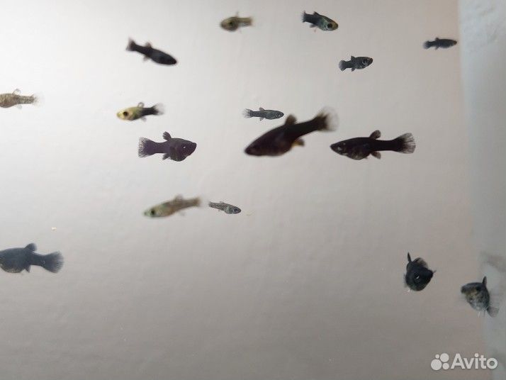 Моллинезии