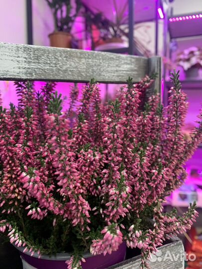 Горшечные растения, суккуленты, кактусы