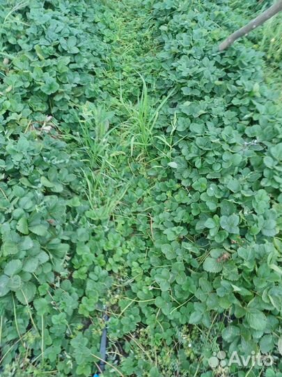 Рассада клубники (Азия,клери,флёр)