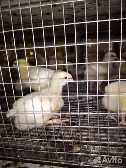 Цыплята Бройлера