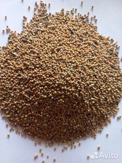 Семена белой горчицы