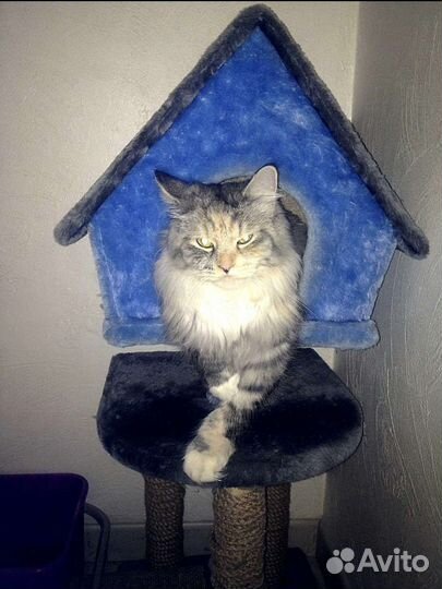 Домик для кошки с когтеточкой бу