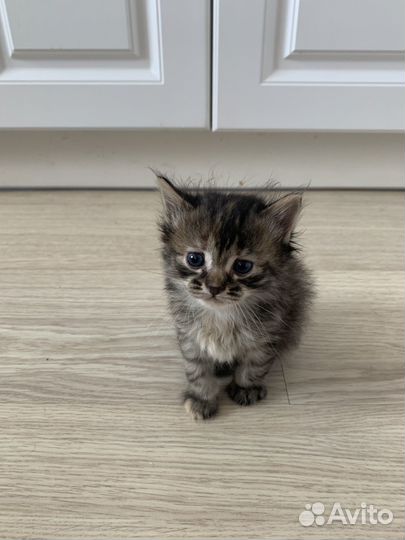 Отдам в добрые руки