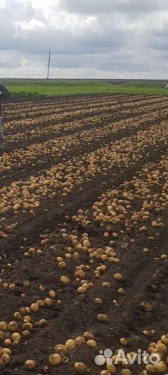 Картофель Гала