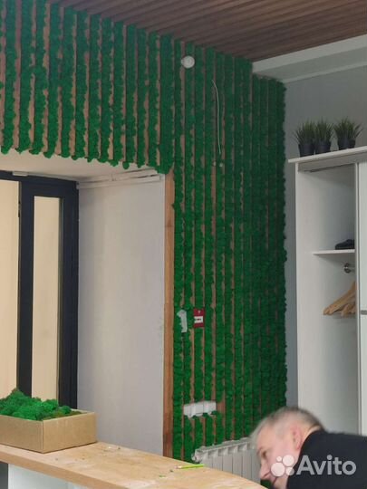 Мох стабилизированный ягель,кочка,пласты