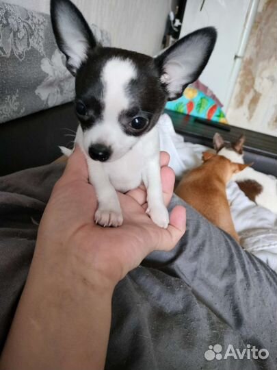 Щенки чихуахуа