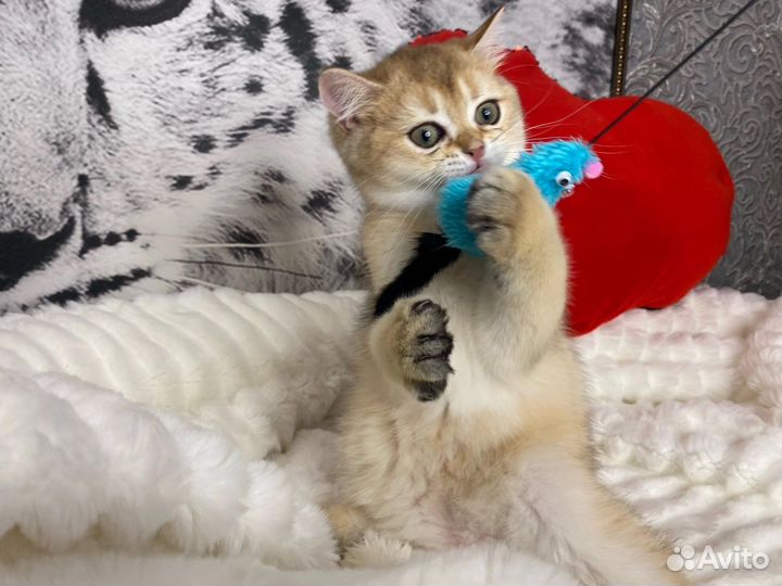 Гарфилд - котёнок золотой британской шиншиллы