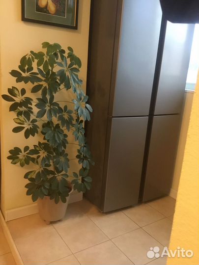 Комнатные растения больших размеров